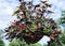 A potted coleus scutellarioides plant and Morning glory flowers