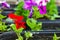 Potted colorful Petunia flower, close-up photo