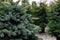 Potted coniferous plants at Christmas tree market