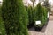 Potted coniferous plants at Christmas tree market. Space for text