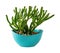 Potted crassula ovata Gollum Jade isolated on a white background. Unusual succulent with tubular leaves grows in an oval turquoise