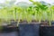 Potted cucumber. Cucumber sprouts Green Leaves New Life.