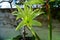 Potted cybister amaryllis evergreen flowers in a roof garden in Malta