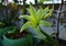 Potted cybister amaryllis evergreen flowers in a roof garden in Malta