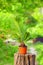 Potted cycas palm plant in colorful garden