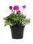 Potted Cyclamen Persicum