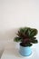 Potted cyclamen persicum on table, air cleaning, houseplant on white background