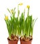 Potted daffodil flowers grow pots isolated