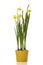 Potted daffodil flowers isolated on white background