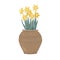 Potted Daffodil plant. First Spring Flowers in a vintage clay pot. Vector illustration isolated on a white background