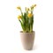 Potted daffodils Narcissus with yellow flowers in a ceramic flowerpot, beautiful spring time and Easter decoration, isolated on