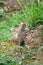 Potted dove, Spotted turtle dove in green grass