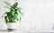 Potted Dumb Cane Dieffenbachia over a White Table