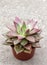 Potted Echeveria Red Taurus plant closeup