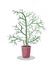 Potted Euphorbia tirucalli Linn., Euphorbia tirucalli or Pencil Tree, vector illustration. Houseplant, home plant