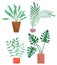 Potted evergreen house plants. Eco style illustration, modern and elegant home decor, vector flowers
