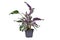 Potted exotic \\\'Calathea White Fusion\\\' Prayer Plant houseplant on white background