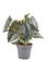 Potted exotic \\\'Philodendron Brandtianum\\\' houseplant with silver pattern