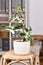 Potted exotic Syngonium Podophyllum Variegata houseplant