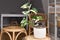 Potted exotic `Syngonium Podophyllum Variegata` houseplant with white spots in flower pot on table in living room