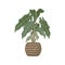 Potted Exotic tropical plant. Houseplant Begonia in ceramic pot