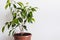 Potted ficus benjamin houseplant against a white wall. Styled Mockup for Text Template