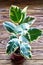 Potted ficus elastica plant, on a wooden background, closeup, selectiv focus. Urban gardening, home planting.