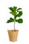 Potted Ficus Larata or Fiddle Leaf Fig Tree Isolated