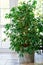 Potted flower - ficus in pot. interior decoration plants