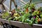 Potted Flowers in Greenhouse