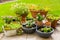 Potted flowers, plants, vegetable and herbs on terrace or patio