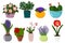Potted flowers set. Isolated blooming potted plant