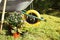 Potted flowers and wheelbarrow in backyard on sunny day