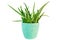 Potted fresh green Aloe Vera plant isolated on white