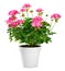 Potted Geranium zonale with bright pink flowers