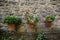 Potted geraniums