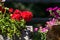 Potted geraniums lit by the sun at midday