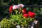 Potted geraniums lit by the sun at midday