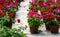 Potted geraniums in a nursery