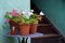 Potted geraniums on round table next to courtyard stairs