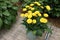 Potted gerbera plant with bright yellow flowers