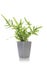 Potted Golden Polypody fern or Phlebodium aureum  isolated