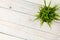 Potted grass flower over wooden table