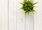 Potted grass flower over wooden table background