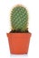 Potted green cactus