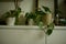 potted green philodendron plants on white dresser