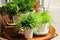 Potted green plants