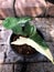 Potted green Syngonium podophyllum Variegeted grow in garden flower pot in summer time