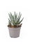 Potted `Haworthia Fasciata Alba` succulent plant on white background