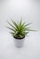 Potted Haworthia houseplant studio shot